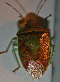 Banasa calva